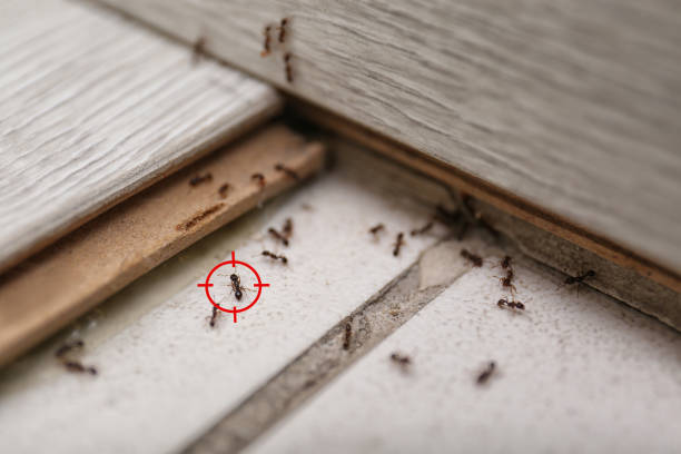 Reliable Guilford Center, CT Pest Control Solutions